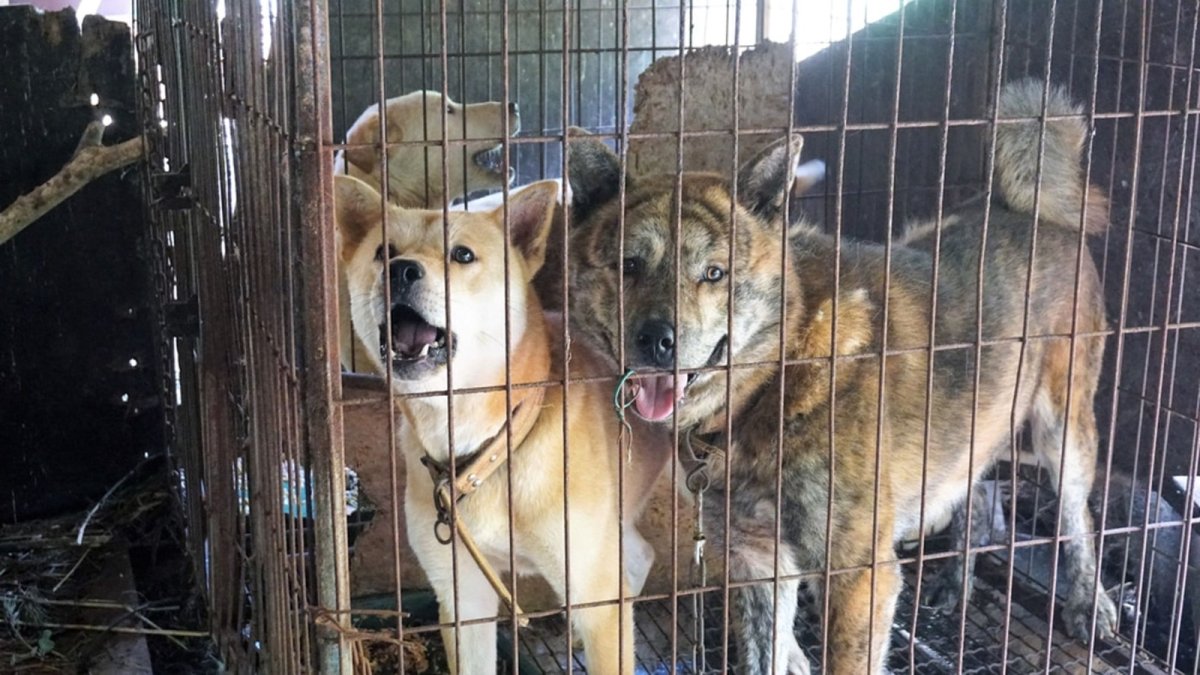 En Corea del Sur existen 150 granjas de crías de perros.