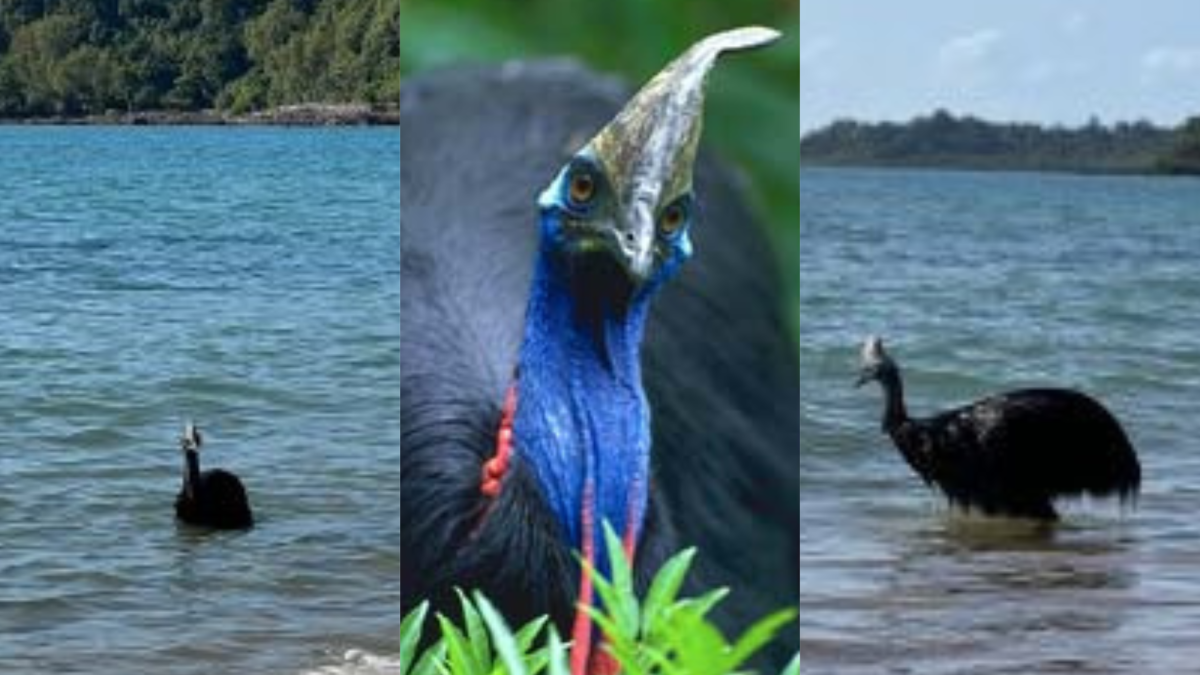 Casuario - especie nativa de Australia