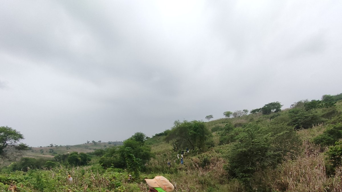 Industriales alegan una menor producción en la cosecha veranera.