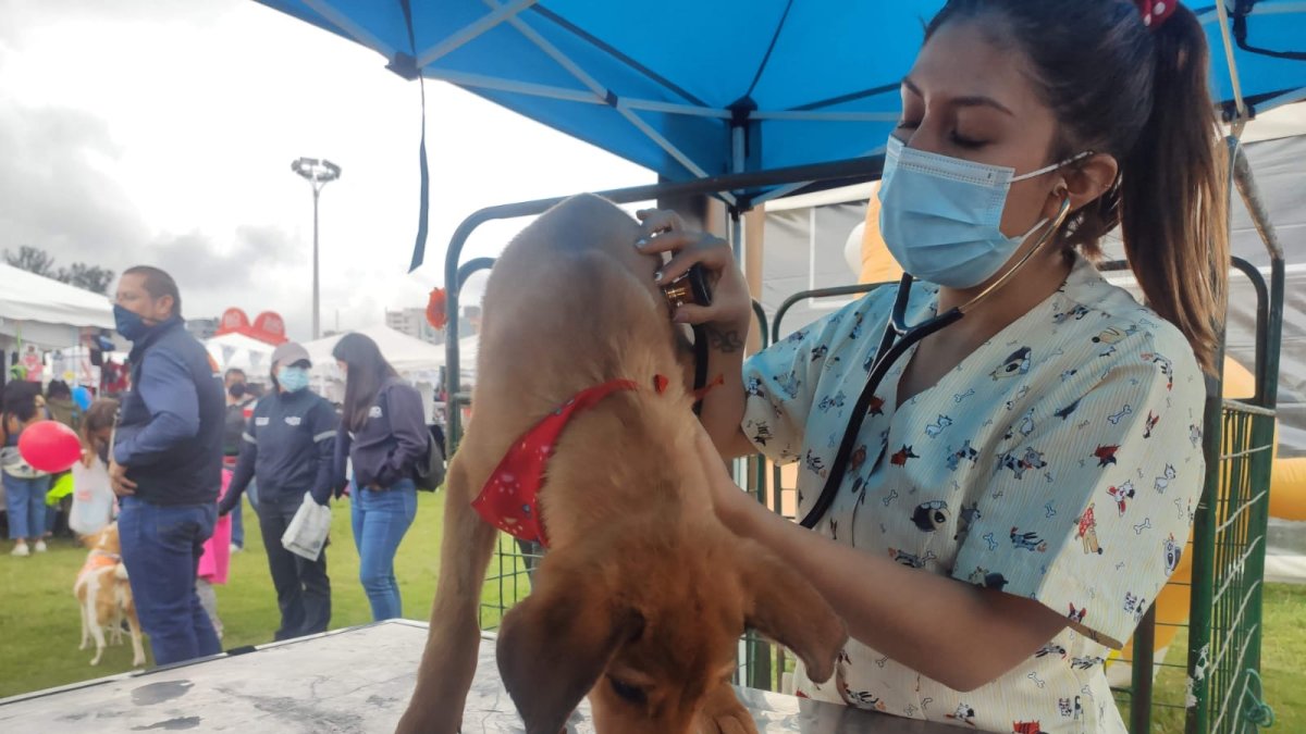 La feria contará con la participación de fundaciones, activistas y organizaciones de rescate animal