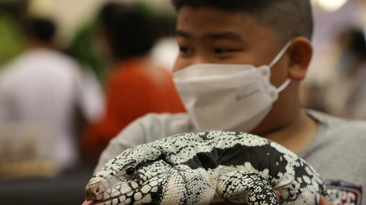 En los últimos días, los agentes forestales han capturado más de 150 iguanas, animales herbívoros que se alimentan de plantas, granos y hierbas, que vivían en los campos del país.
