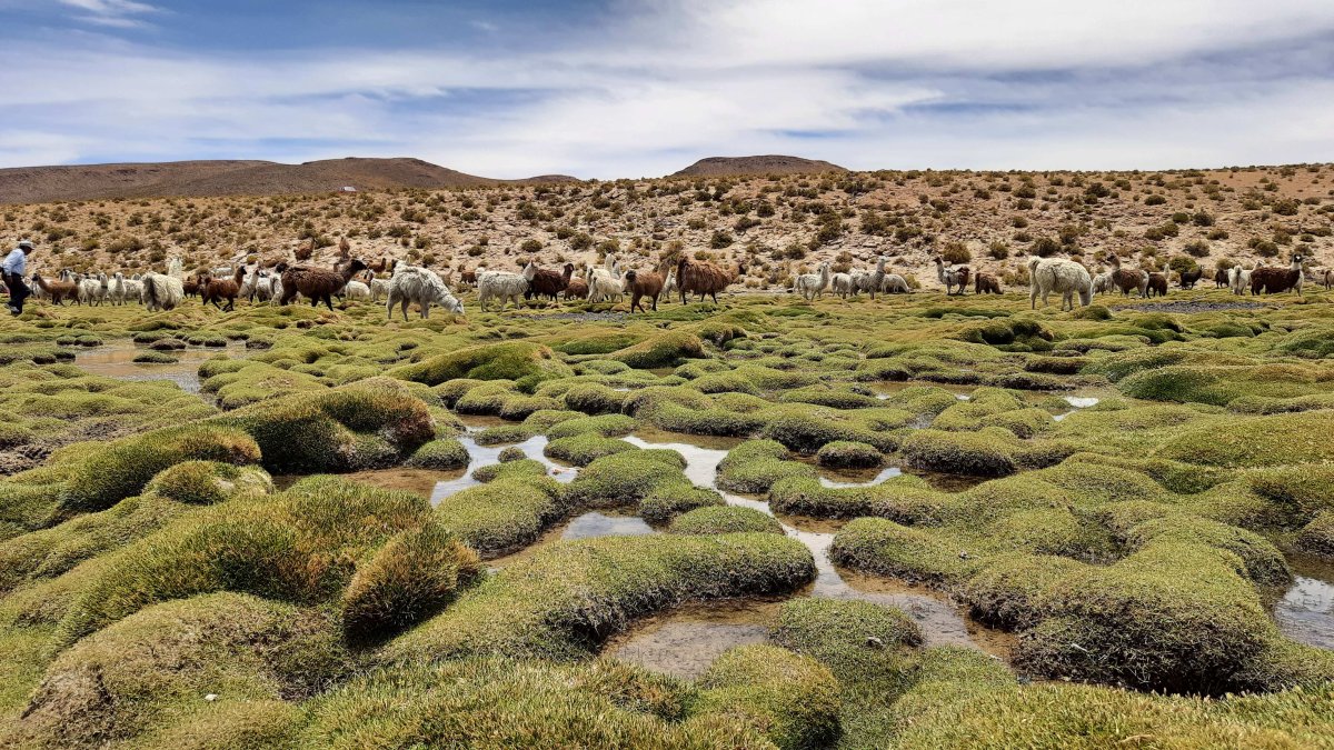 En un recorrido por la zona, se observan llamas pastando cerca de bofedales en Quetena (Bolivia)