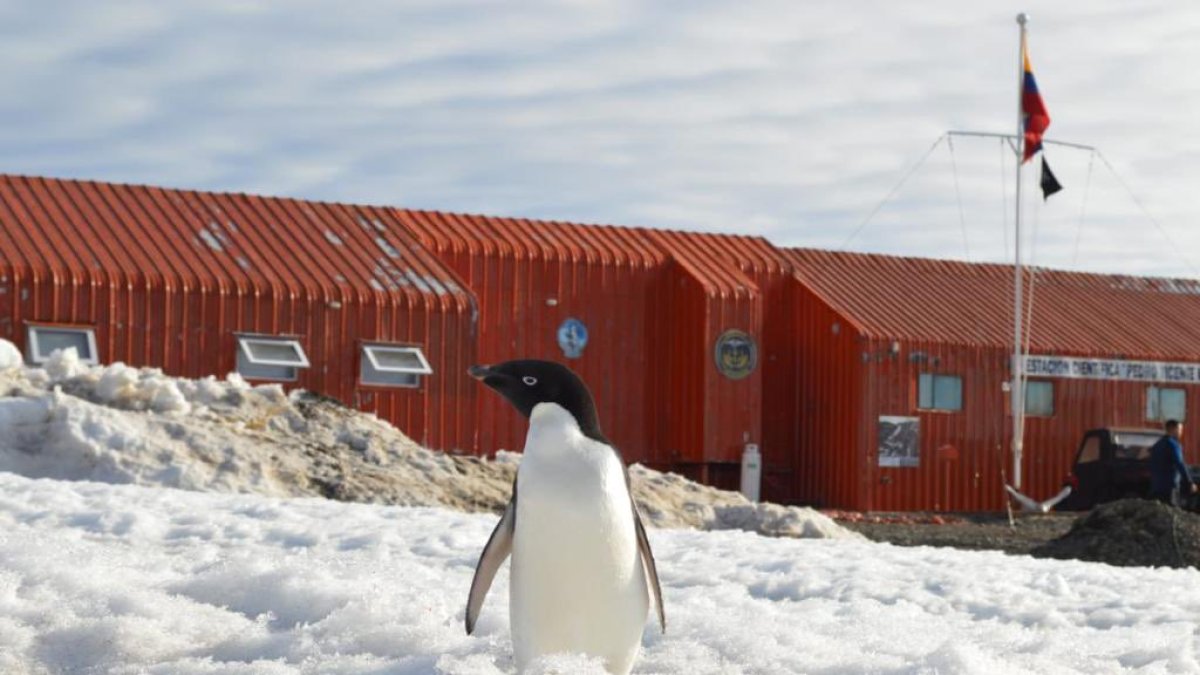 Un pingüino camina frente a la estación científica ecuatoriana en la Antártida, Pedro Vicente Maldonado.