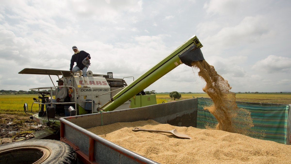 Cosecha. La cosecha de arroz (foto referencial).