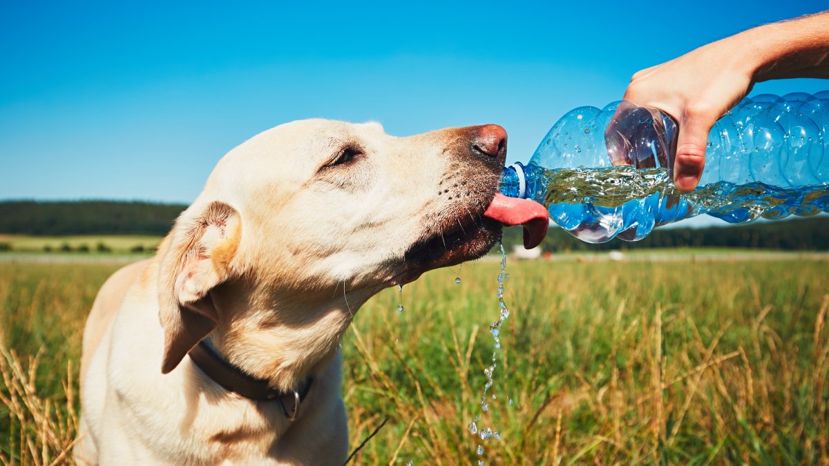 A ellos también hay que prodigarles los cuidados necesraios durante los cambios de temperatura