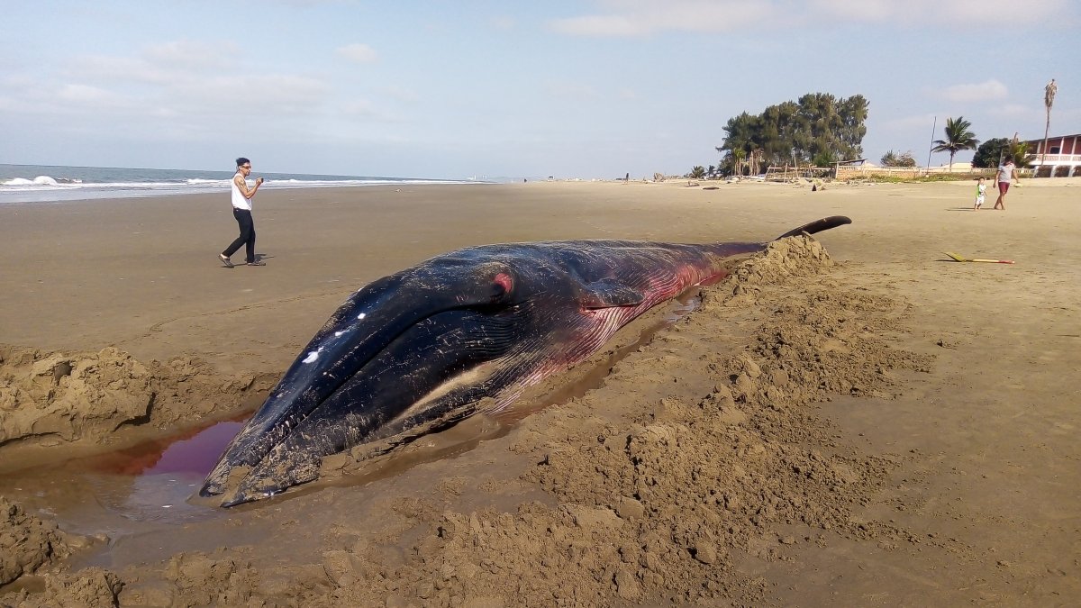 Se sabe que se trata de una ballena de aleta larga.