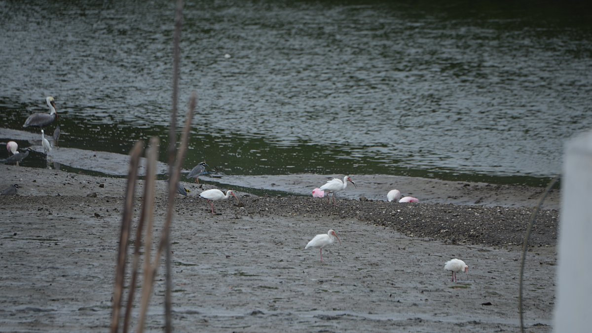 Pajarear. Las aves sobrevuelan el sitio y caminan en la playa cuando la marea baja o se posan en los árboles.