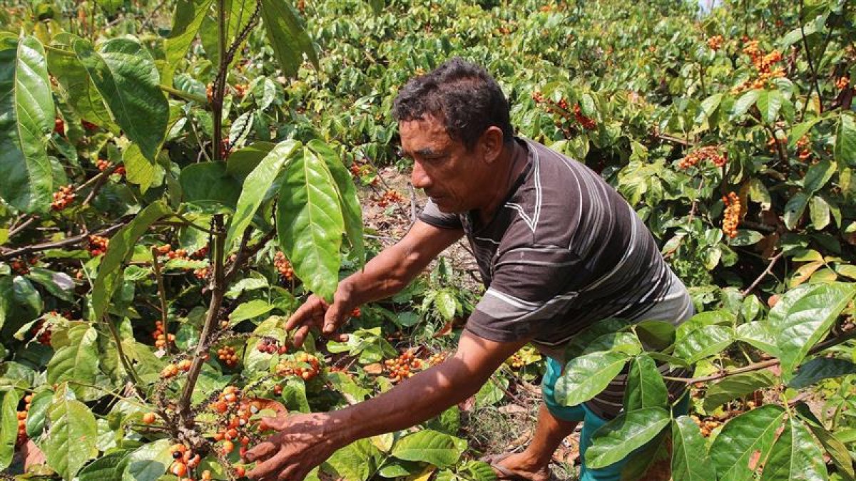 El cultivo de guaraná, una forma de vida ancestral en la Amazonía.