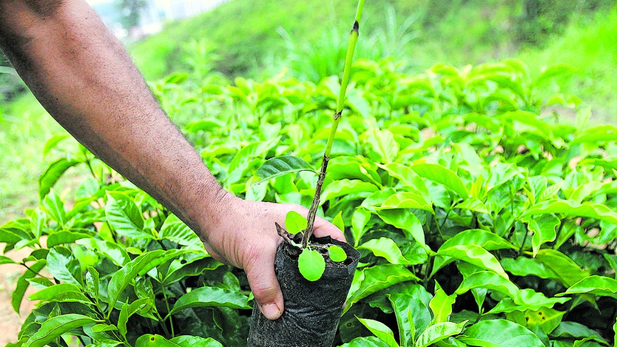 Agricultura. Una hacienda de café en una montaña de Colombia.
