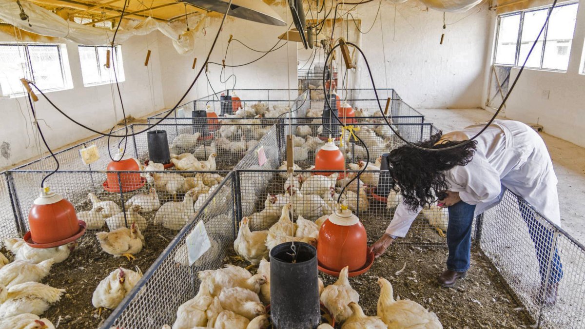 Granja.- Una de las fincas que se dedica que criar pollos.