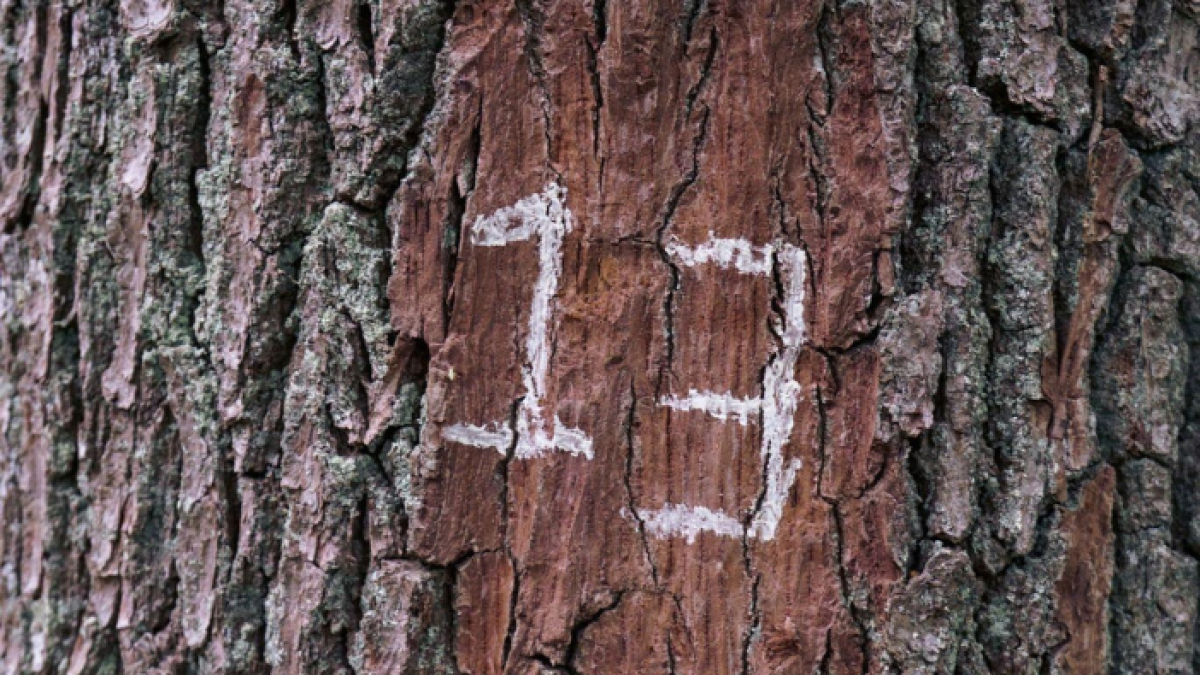 La psicología de la suerte.