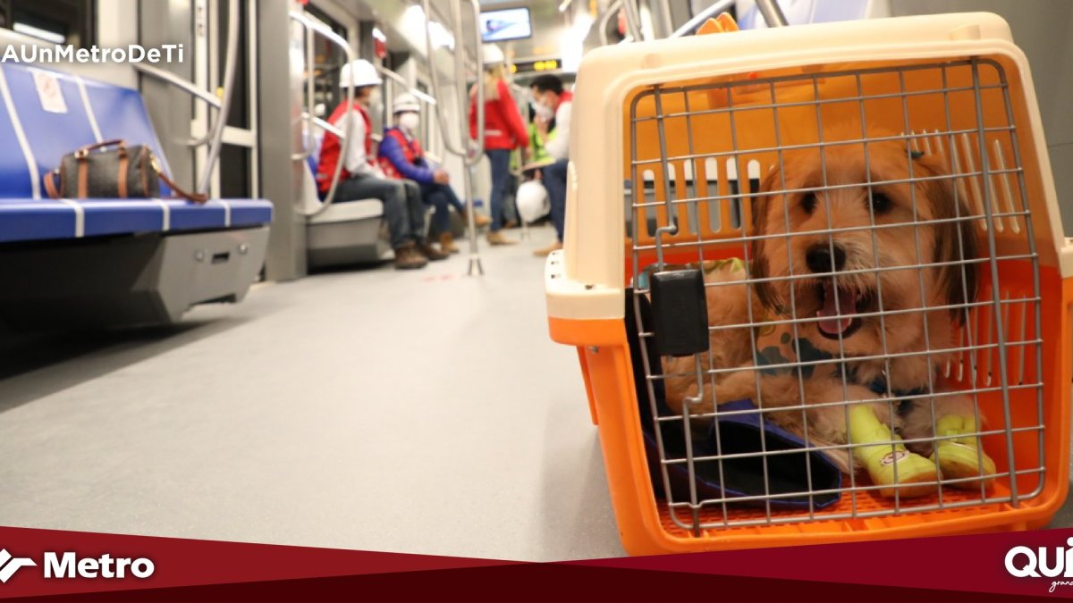 La mascota debe estar dentro de un kennel.