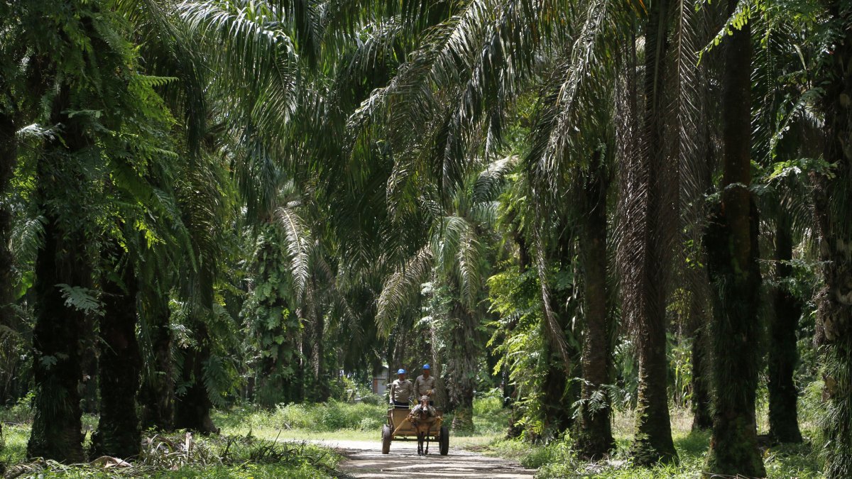 Trabajadores de la empresa Palmas del Cesar son vistos, el 26 de septiembre del 2023, en la planta de beneficio de palma de aceite