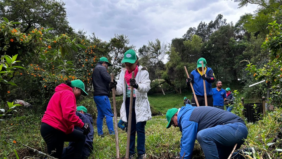Acto. La siembra de árboles beneficia al medio ambiente.