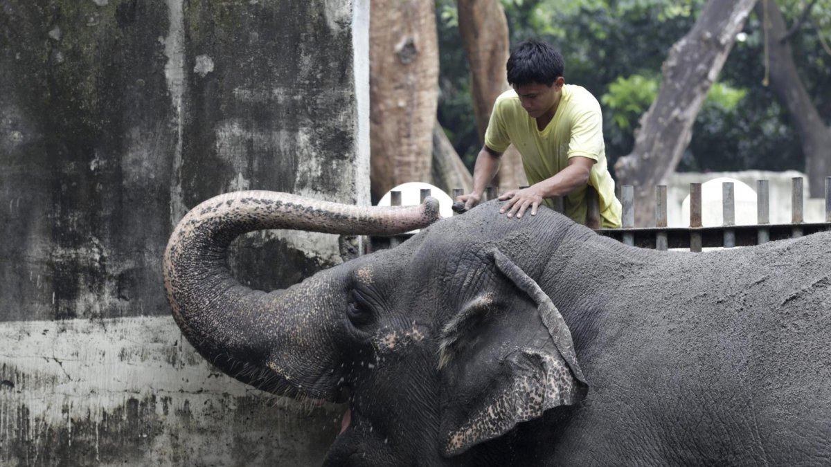 Fotografía de archivo de la elefanta Mali en el Zoológico de Filipinas, en 2012.