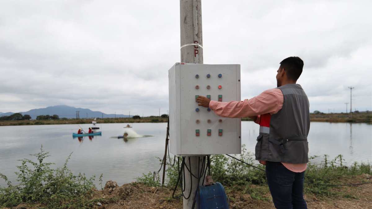 Campo. Empleado de una camaronera opera aireadores que oxigenan la piscina, que funcionan con electricidad.