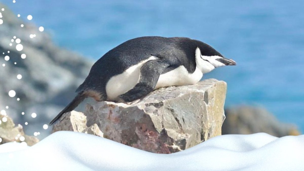 El equipo de Libourel, además de científicos del Instituto de Investigación Polar de Corea, estudiaron el comportamiento del sueño de una colonia de pingüinos barbijo