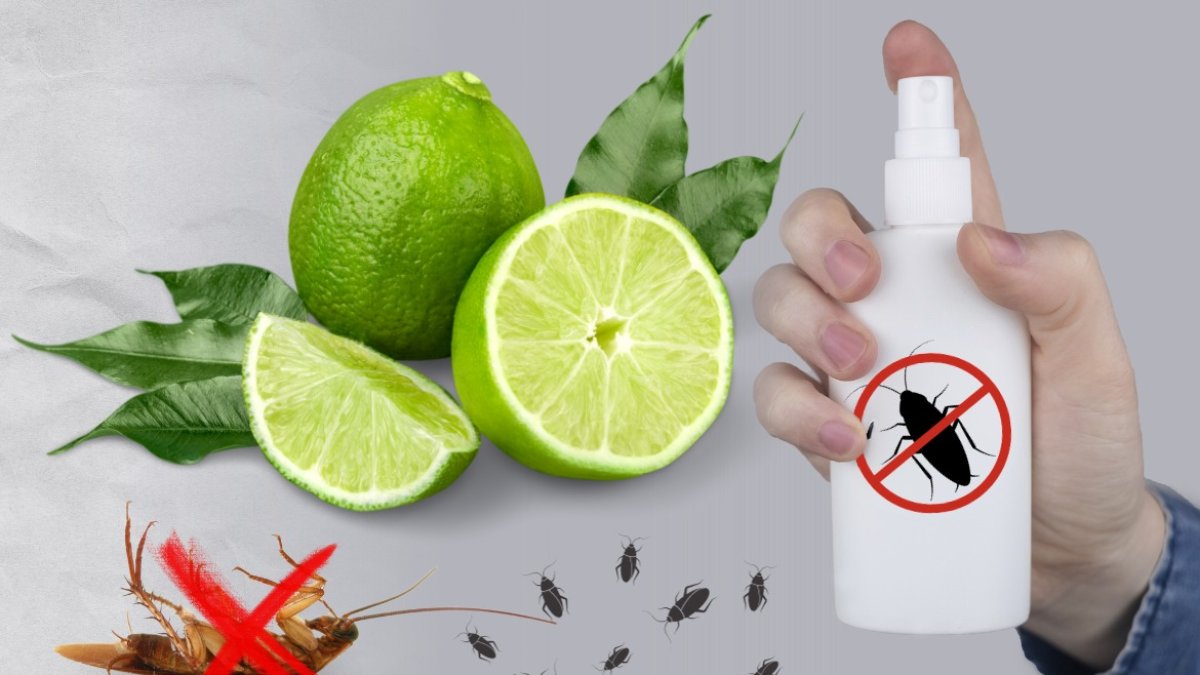 Olor de limón espanta a las cucarachas y evitará su presencia en la casa