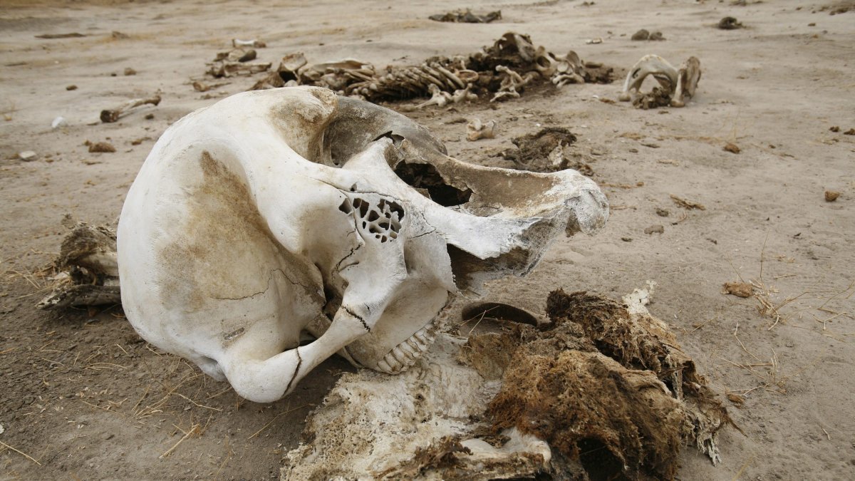 La calavera de un elefante muerto en Zimbabue. Las investigaciones preliminares han demostrado que sucumbieron a la deshidratación.