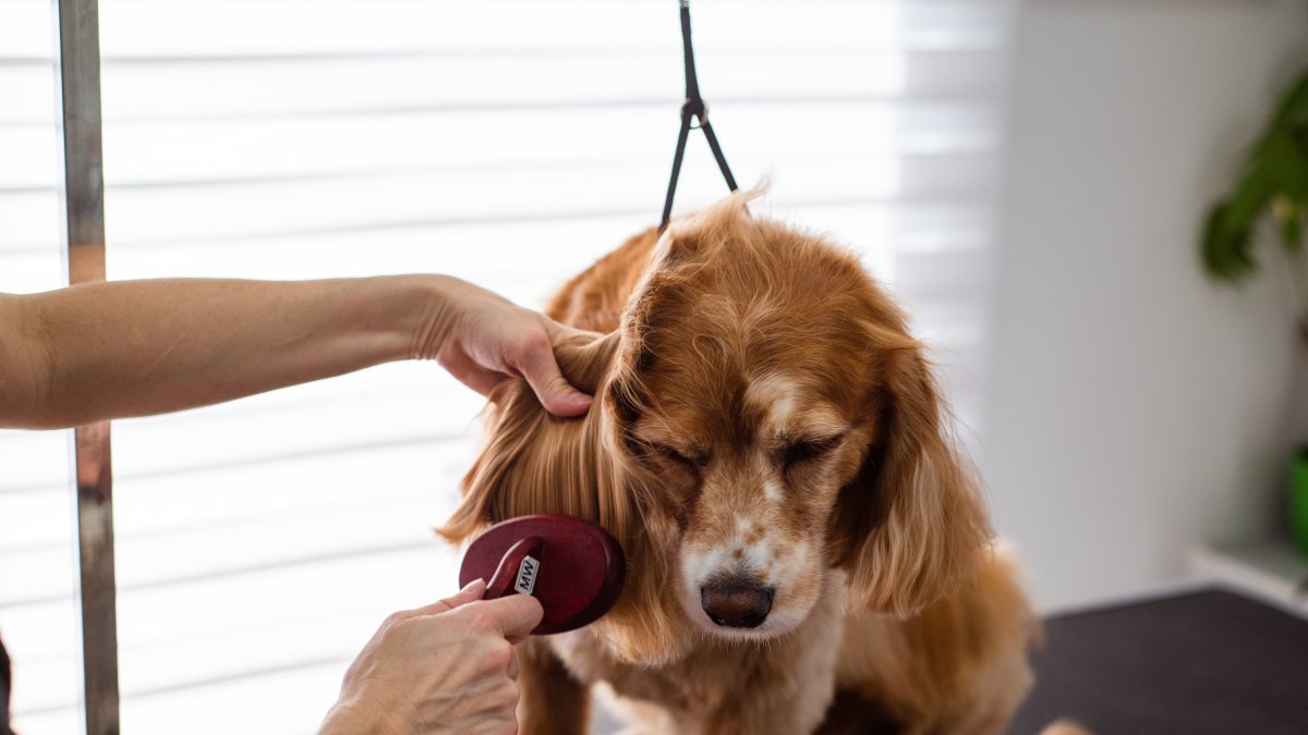 La temporada invernal es el caldo de cultivo propicio para adquirir desde moquillo, hasta la sarna.