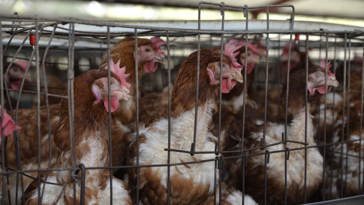 Producción. El transporte de las aves de corral en Ecuador.