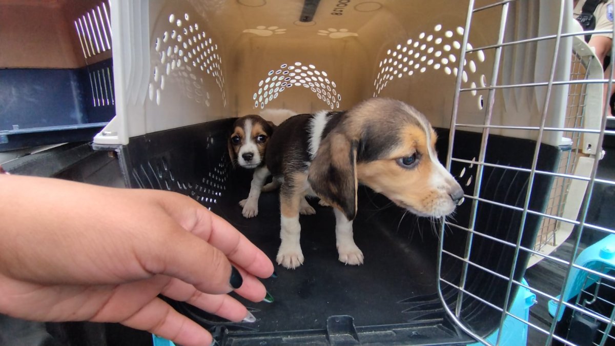 Máscotas. Los animales rescatados fueron llevados al centros municipales.