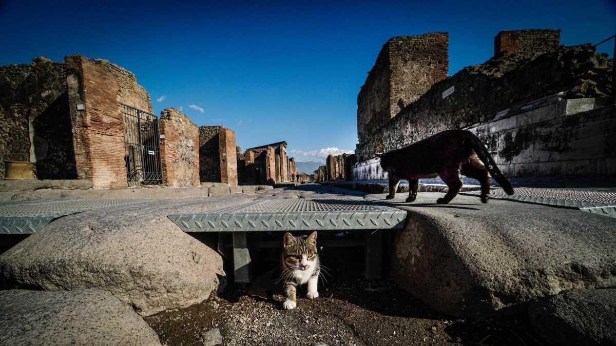 En la imagen de archivo, gatos recorren las ruinas del yacimiento arqueológico de Pompeya, en Italia.