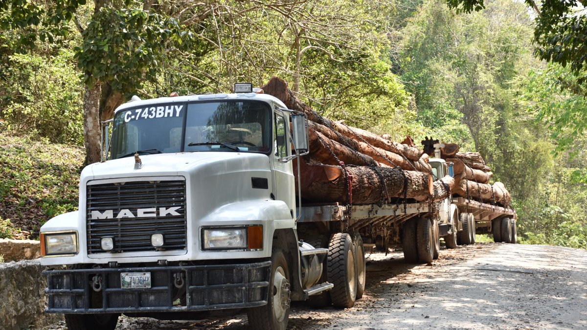 Camiones que transportan madera en La Reserva de la Biosfera Maya de Guatemala, amenazada por los incendios o el cambio climático.