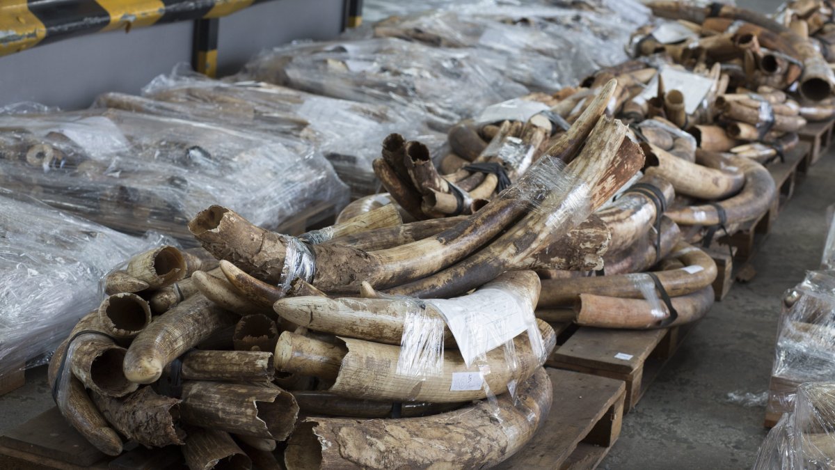 Cargamento de colmillos de marfil incautado durante una operación contra el tráfico ilegal de este material