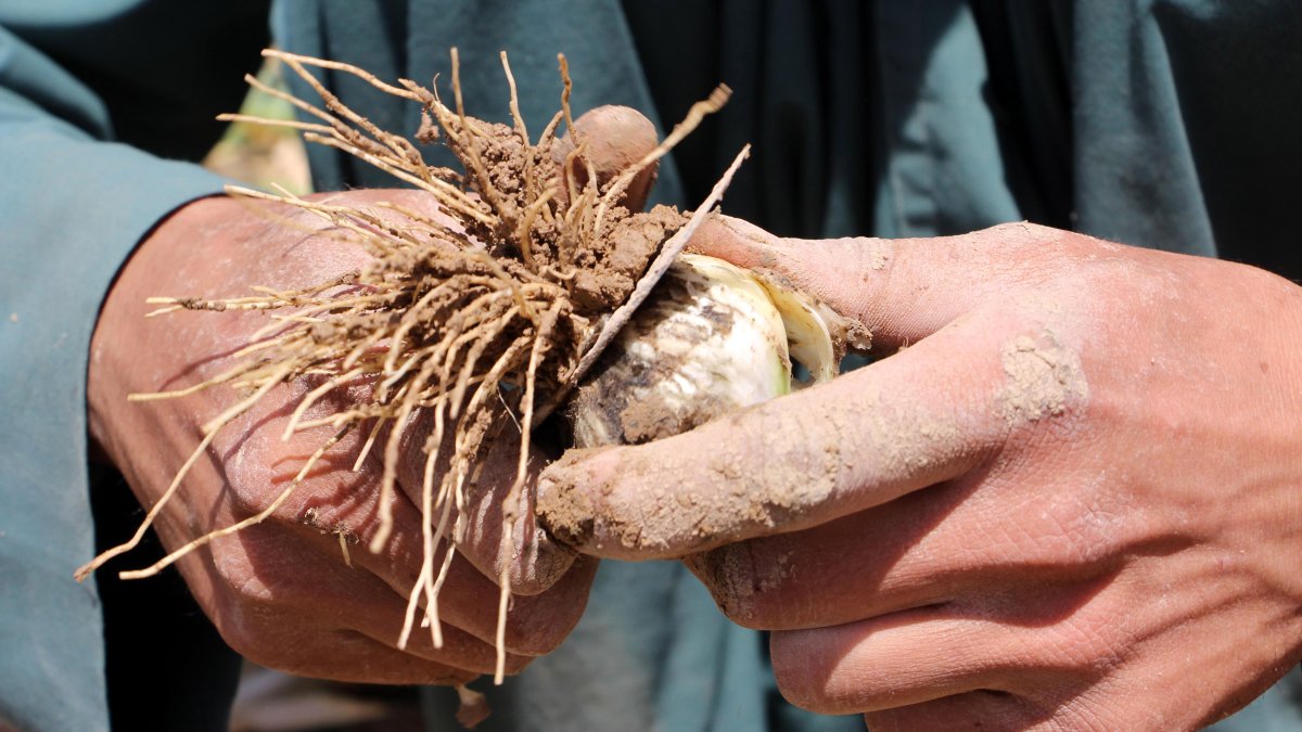 Un agricultor afgano con una planta de opio (Afganistán).