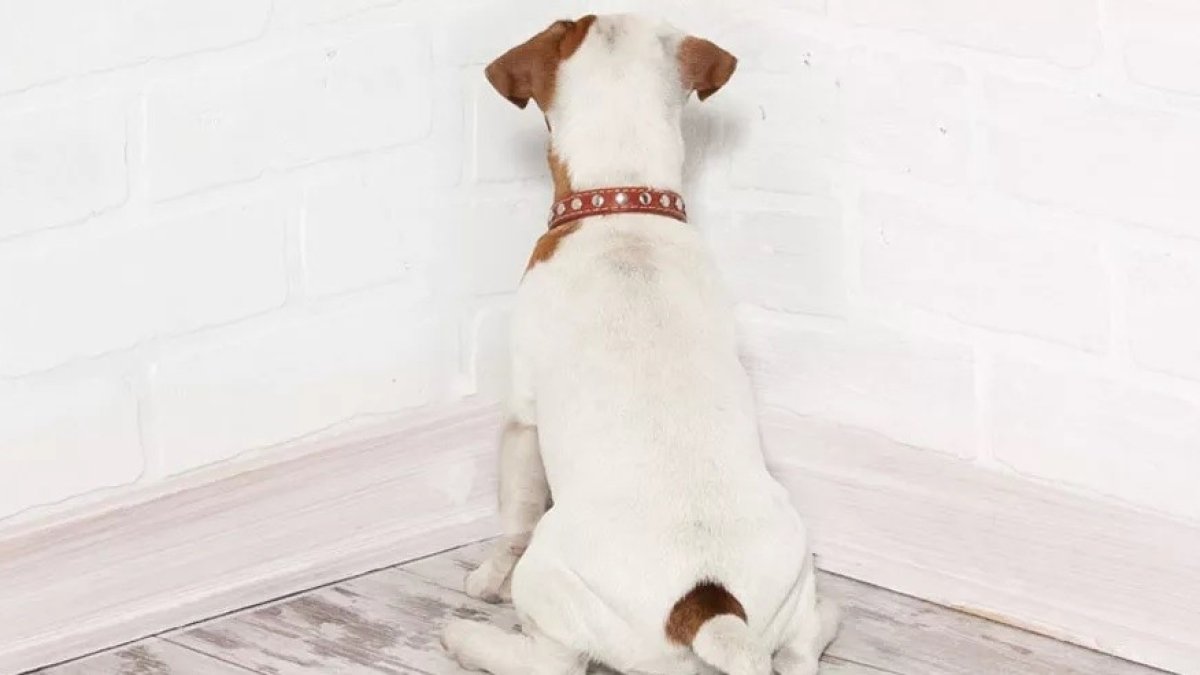 SI su mascota se presiona la cabeza contra la pared es una posible señal de que esté padeciendo 'Head Pressing