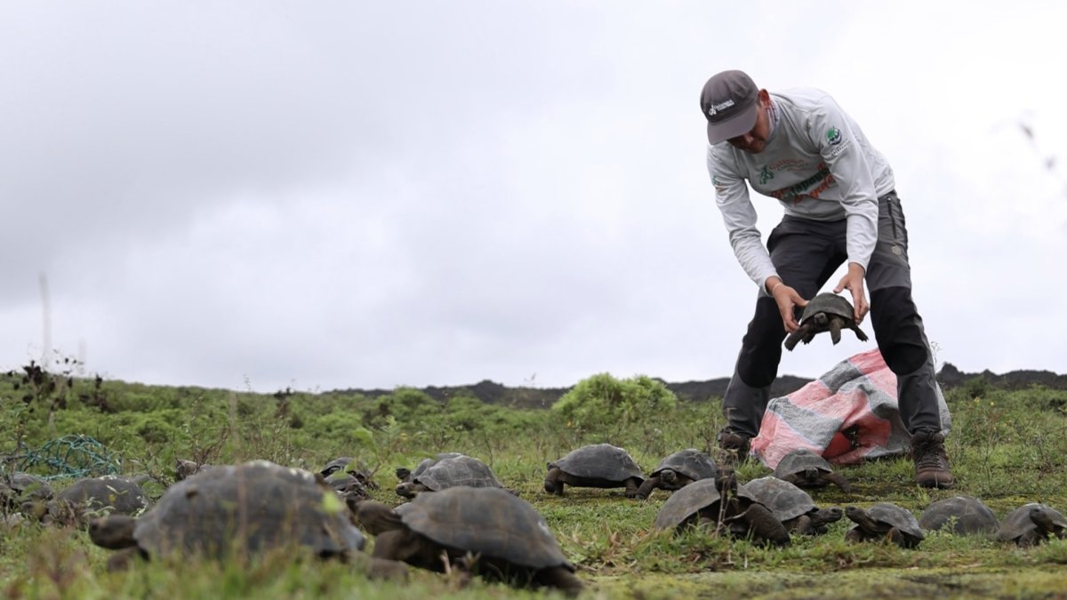 Liberación de tortugas en área natural de Galápagos.