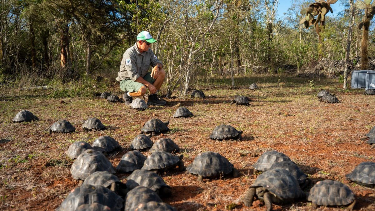 Liberación de tortugas en área natural de Galápagos.