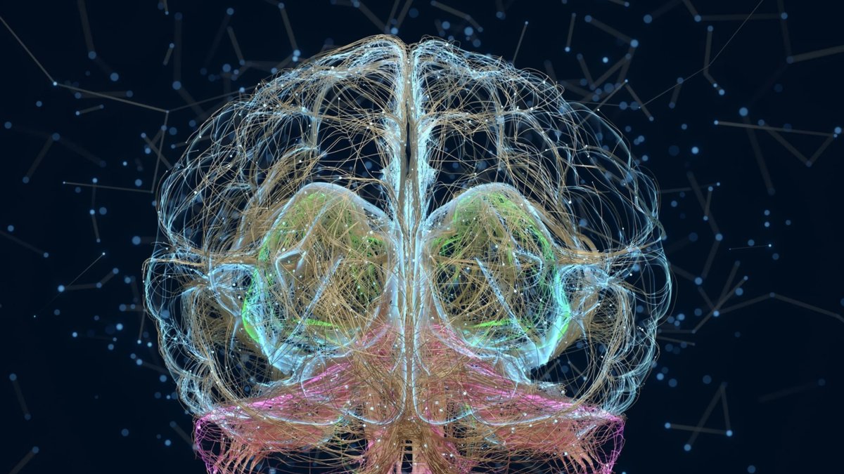 Los investigadores crearon este organoide mediante el cultivo artificial de células madre humanas.