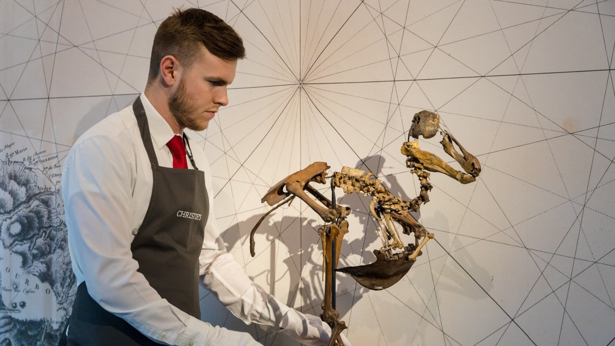 Un empleado coloca el esqueleto de un pájaro dodo de las islas Mauricio, fechado entorno al 1690, durante un pase de prensa con motivo de la subasta de la casa Christie, en Londres (Reino Unido).
