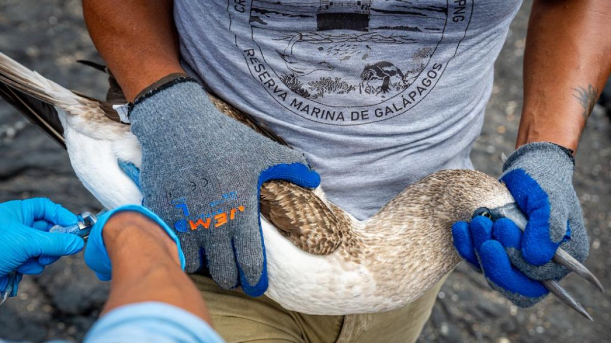 Una de las aves que fue revisada por técnicos.