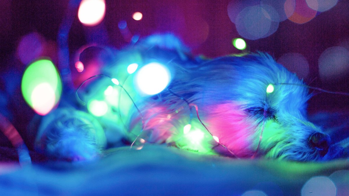 Tanto los perros como los gatos, sobre todo, los felinos, son muy traviesos y podrían ocasionar daños.