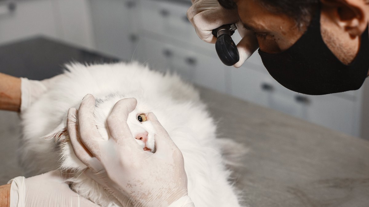 Referencial. Al gato lo encontraron en una caja con metanfetamina.