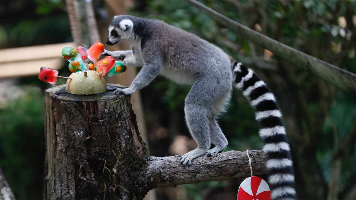 Los animales disfrutaron de sus regalos