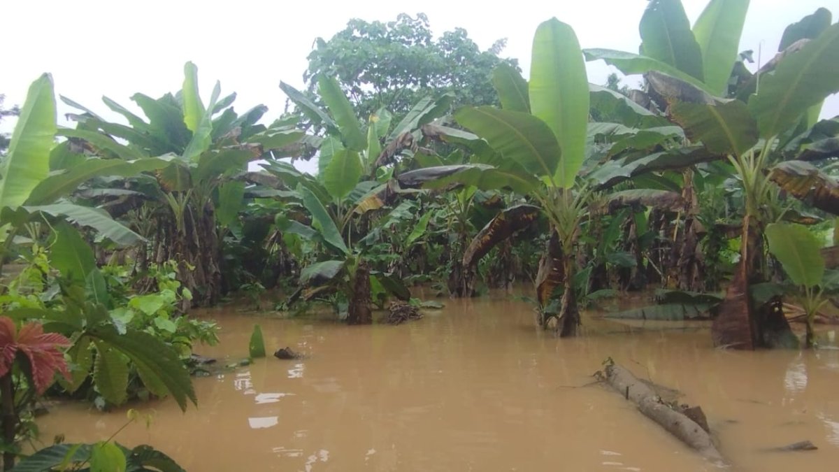 Pérdida. El desbordamiento del río Bataboro en Pastaza afectó a las plantaciones de plátano de la comunidad.