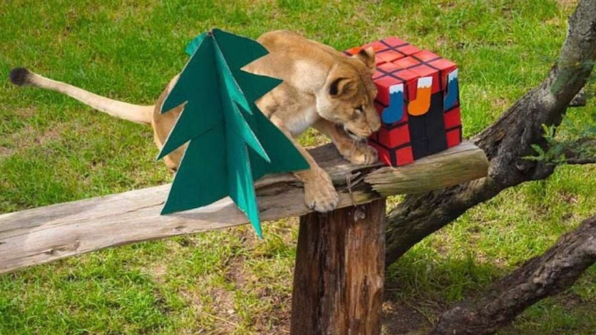 Los animales del Zoológico de Quito celebraron la Navidad.