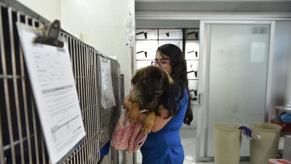 Emma fue víctima de violación y ahora es atendida por los veterinarios de PAE en Quito