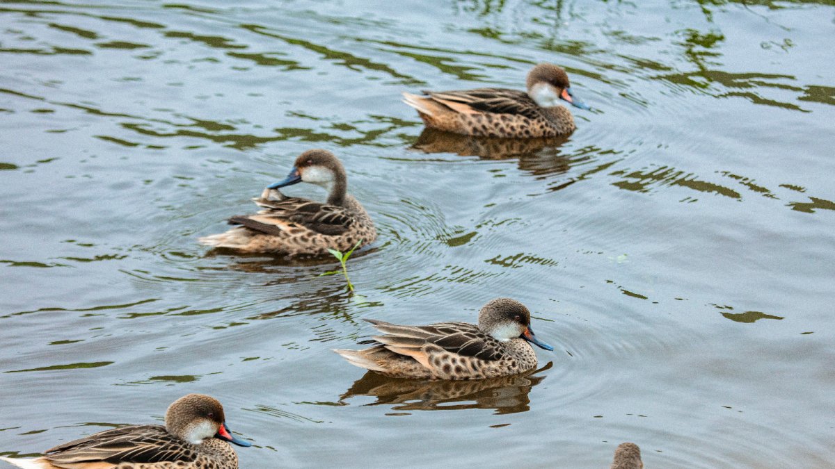 Aves que habitan en Galápagos.