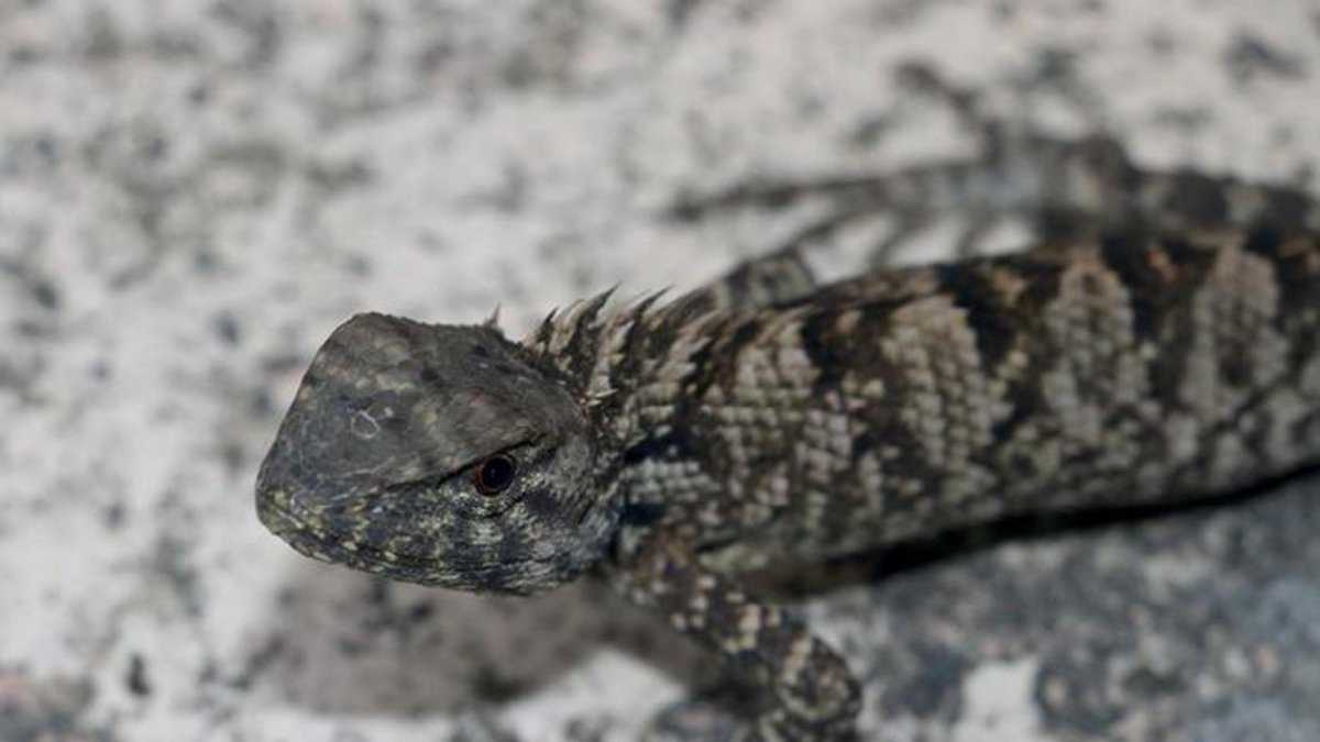 La nueva especie de iguana, 'Calotes wangi', descubierta en China.