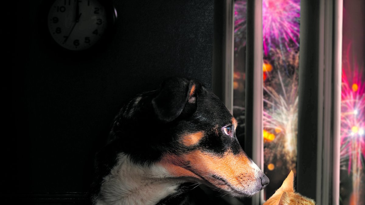 Los perros y gatos son muy sensibles al ruido