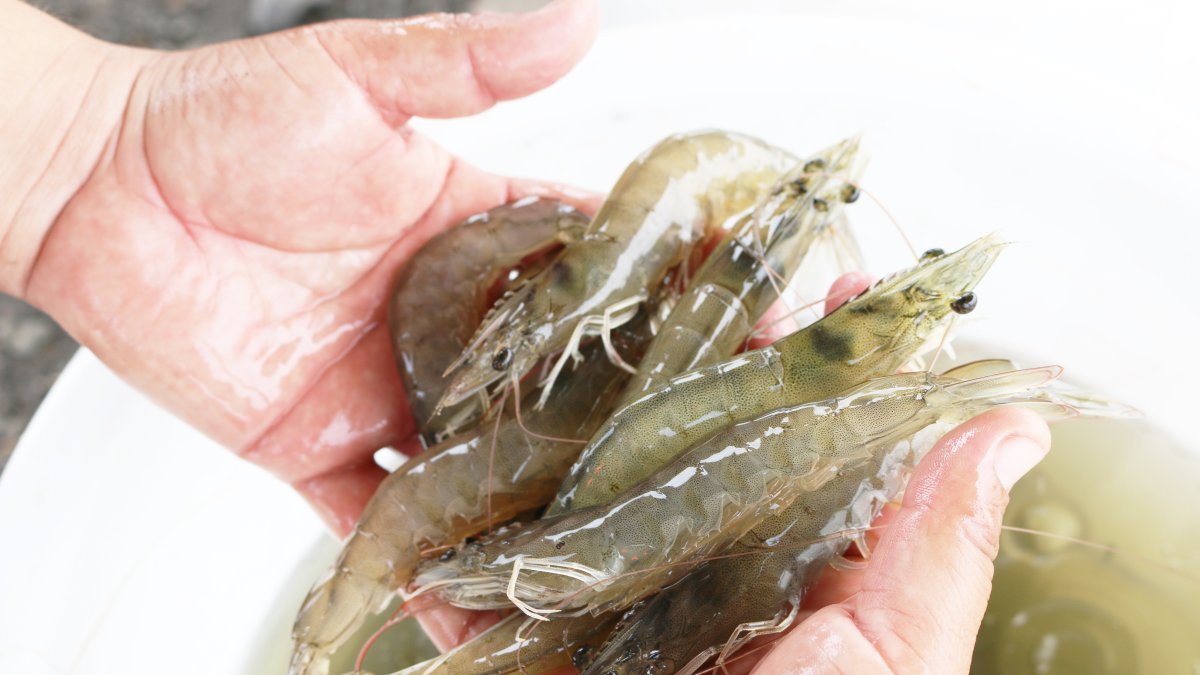 Producción.- La industria ecuatoriana produce los mejores camarones del mundo.