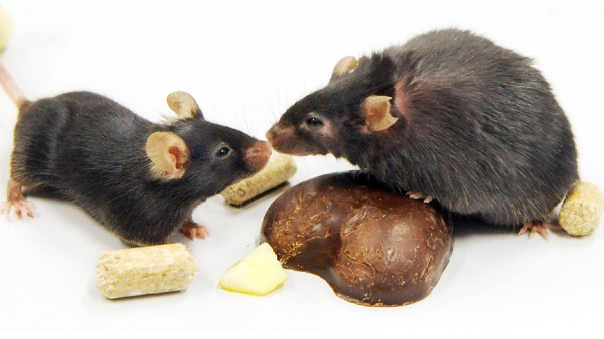 Dos ratones en un laboratorio sometidos al cambio de pelaje