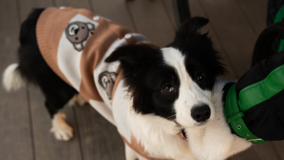 El ruido de los fuegos artificiales son causa de estrés y terror para perros, gatos y otros animales.