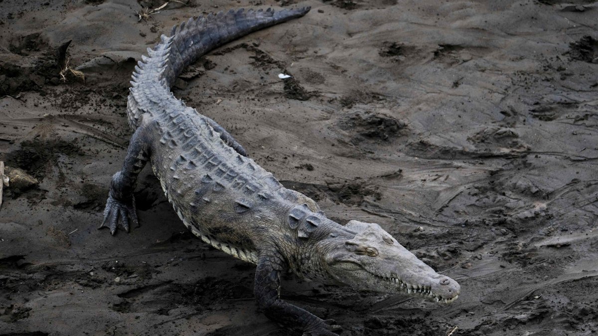 Fotografía de archivo de un cocodrilo a orillas de una playa.