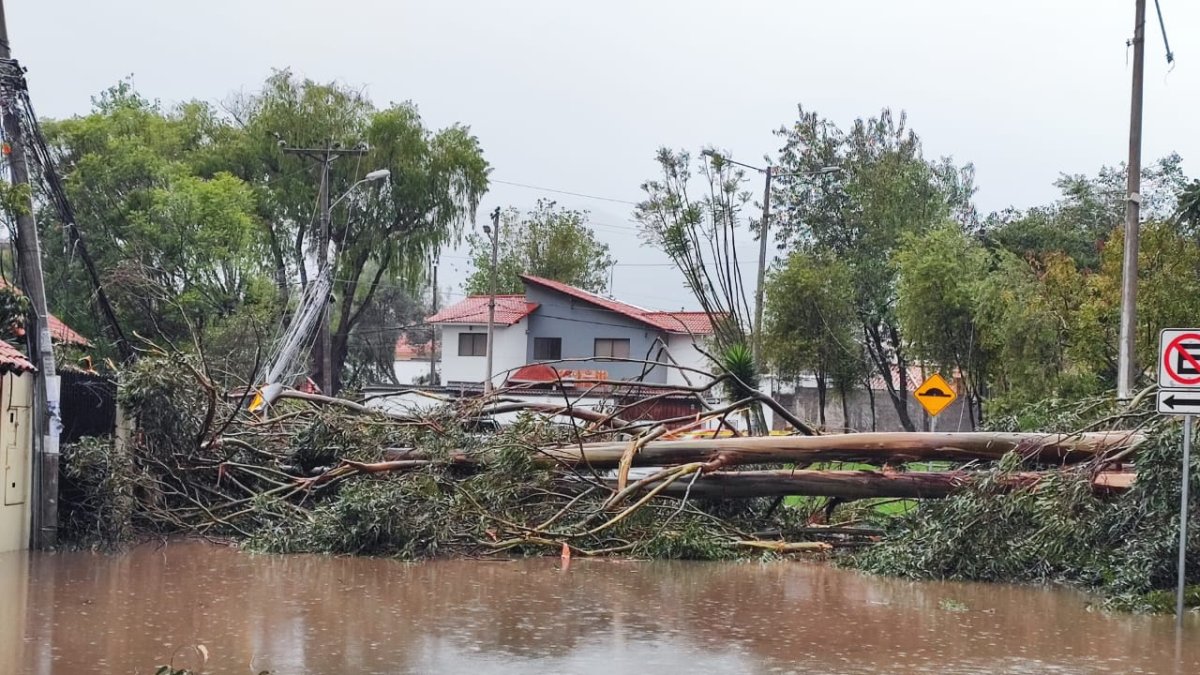 Árbol cae debido a fuertes lluvias en Cuenca